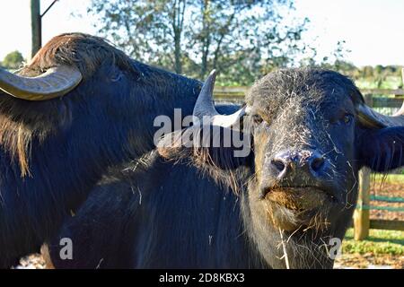 Zwei Hauswasserbüffel (Bubalus bubalis) stehen in ihrem Gehege in Africa Alive, Suffolk, Großbritannien. Ein Büffel hat Gras und Schlamm, die seinen Kopf bedecken. Stockfoto