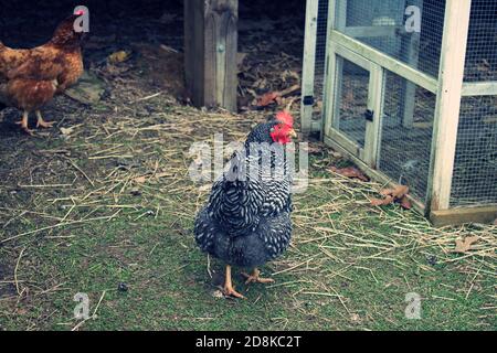 Hinterhof Scheunhof, beweistete freilandige Hühner auf kleinem Grundstück. Stockfoto