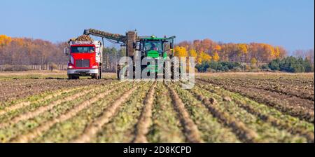 Deckerville, Michigan - Zuckerrübenernte auf einem Michigan-Bauernhof. Die Rüben werden von der Michigan Sugar Company, einer Bauerngenossenschaft, verarbeitet Stockfoto