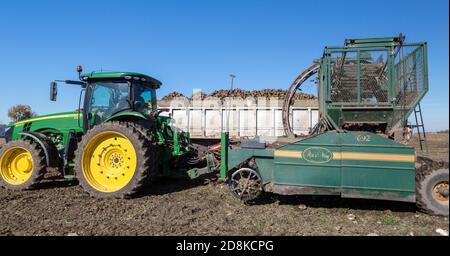 Deckerville, Michigan - EIN Traktor zieht einen Art's Way 692-Z Zuckerrüben-Harvester auf einer Farm in Michigan. Die Rüben werden von der Michigan Sugar verarbeitet Stockfoto