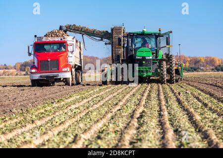 Deckerville, Michigan - Zuckerrübenernte auf einem Michigan-Bauernhof. Die Rüben werden von der Michigan Sugar Company, einer Bauerngenossenschaft, verarbeitet Stockfoto