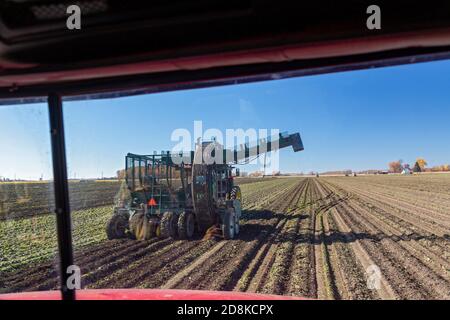 Deckerville, Michigan - Zuckerrübenernte auf einem Michigan-Bauernhof. Ein LKW nähert sich einem Art's Way 692-Z Zuckerrüben-Harvester, um eine Ladung Rüben aufzunehmen. Stockfoto