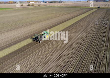 Deckerville, Michigan - EIN Traktor zieht einen Art's Way 692-Z Zuckerrüben-Harvester auf einer Farm in Michigan. Die Rüben werden von der Michigan Sugar verarbeitet Stockfoto