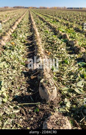 Deckerville, Michigan - Zuckerrüben über die geerntet in einem Michigan-Feld. Die Rüben werden von der Michigan Sugar Company, einem Farmer-ow, verarbeitet Stockfoto