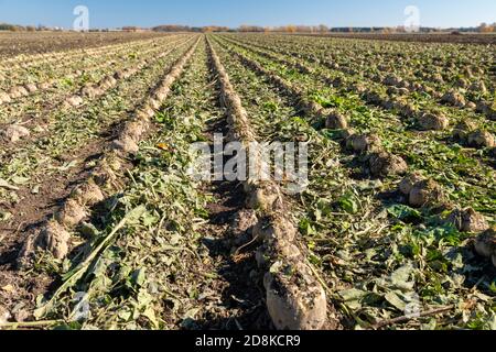 Deckerville, Michigan - Zuckerrüben über die geerntet in einem Michigan-Feld. Die Rüben werden von der Michigan Sugar Company, einem Farmer-ow, verarbeitet Stockfoto