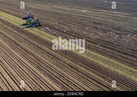 Deckerville, Michigan - Zuckerrübenernte auf einem Michigan-Bauernhof. Die Rüben werden von der Michigan Sugar Company, einer Bauerngenossenschaft, verarbeitet Stockfoto