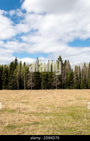 Draußen in einer Mitte eines Grasfeldes mit Bäumen Im Hintergrund Stockfoto
