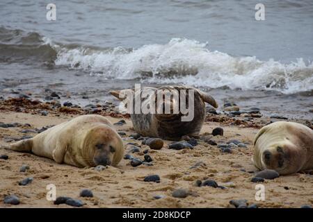Graurobben und Welpen liegen auf dem Sand bei Horsey Gap, Norfolk, England. Zwei junge sandfarbene Robben und eine braune Robbe blicken in Richtung Kamera. Stockfoto