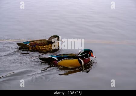 Ein paarendes Paar Holzenten (Aix sponsa), ein Männchen und ein Weibchen, schwimmen Seite an Seite über die Wasseroberfläche eines Teiches. Stockfoto