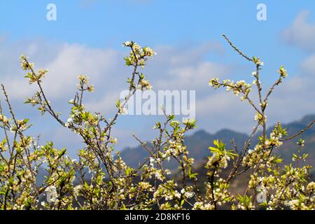 Pflaumenplantage im Frühling. Ort: Moc Chau Plateau, Vietnam Stockfoto