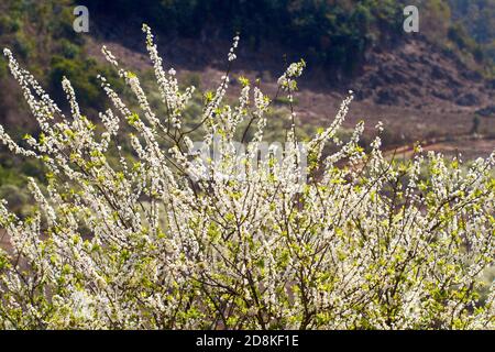 Pflaumenplantage im Frühling. Ort: Moc Chau Plateau, Vietnam Stockfoto