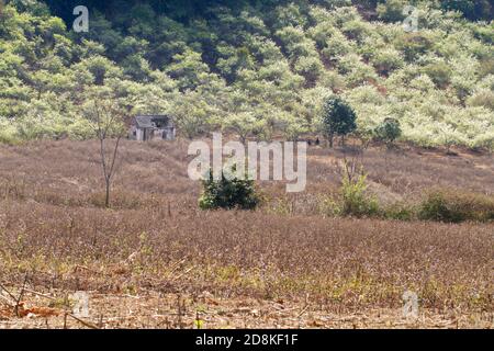 Pflaumenplantage im Frühling. Ort: Moc Chau Plateau, Vietnam Stockfoto