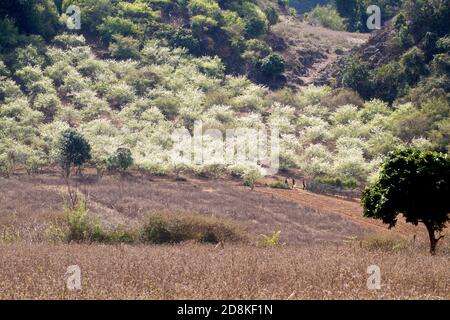 Pflaumenplantage im Frühling. Ort: Moc Chau Plateau, Vietnam Stockfoto