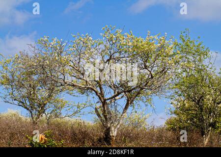 Pflaumenplantage im Frühling. Ort: Moc Chau Plateau, Vietnam Stockfoto