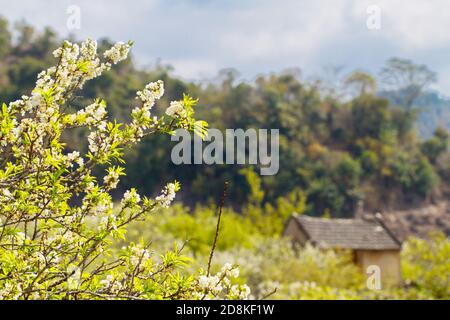 Pflaumenplantage im Frühling. Ort: Moc Chau Plateau, Vietnam Stockfoto