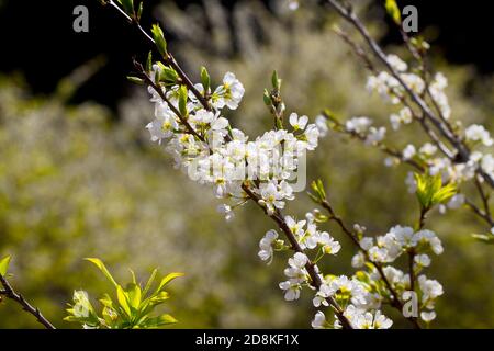 Pflaumenplantage im Frühling. Ort: Moc Chau Plateau, Vietnam Stockfoto