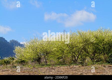 Pflaumenplantage im Frühling. Ort: Moc Chau Plateau, Vietnam Stockfoto