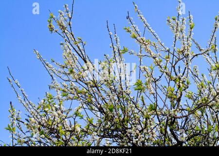 Pflaumenplantage im Frühling. Ort: Moc Chau Plateau, Vietnam Stockfoto