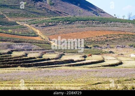 Schöne Landschaft in MOC Chau Plateau, Vietnam Stockfoto