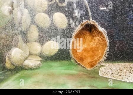 Nahaufnahme von lebenden Abalone in Restaurant Fischtank für den Verzehr Stockfoto
