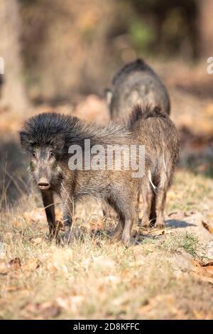 Wildschwein (Sus scrofa) im indischen Wald Stockfoto