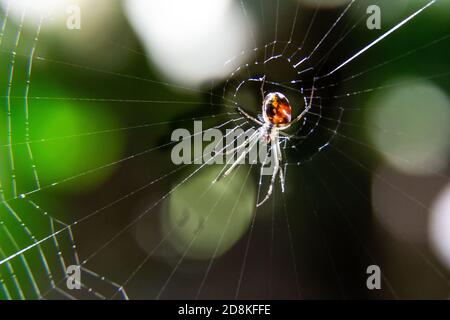 Makroaufnahme der Spinne auf der Mitte des Netzes im Wald gegen Sonnenlicht. Stockfoto