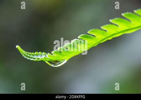 Nahaufnahme von Wassertropfen auf Blatt am Morgen Stockfoto
