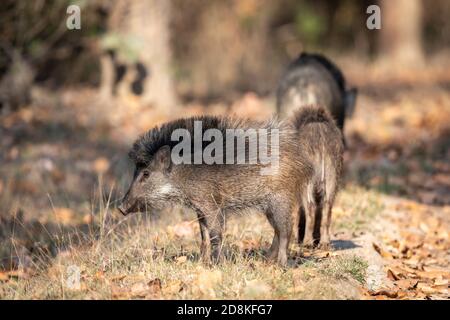 Wildschwein (Sus scrofa) im indischen Wald Stockfoto