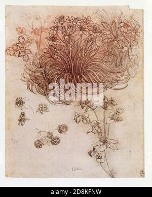 Leonardo da Vinci. Der Stern von Bethlehem, Ornithogalum umbellatum und andere Pflanzen. 1508. Rote Kreide, Stift und Tinte Stockfoto