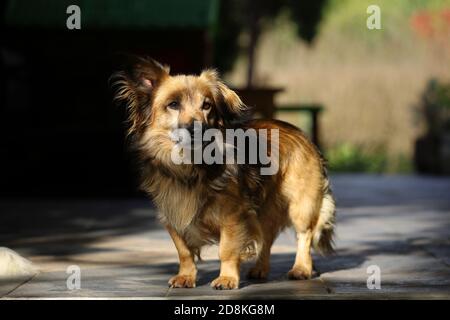 Kleiner Mischling Haushund, Vollbluthund in Herbstblättern Stockfoto