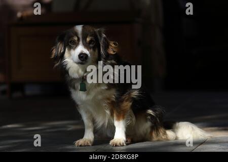 Kleiner Mischling Haushund, Vollbluthund in Herbstblättern Stockfoto