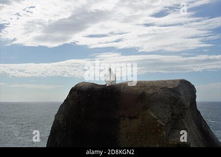 Kakadu auf einem Felsen mit Blick auf das Meer Stockfoto