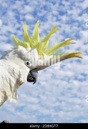 Nahaufnahme eines Schwefel-Crested Cockatoo mit seinem Kopf im Wolken Stockfoto