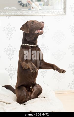 Vertikale Nahaufnahme eines Labrador-Hundes, der sitzt Stockfoto