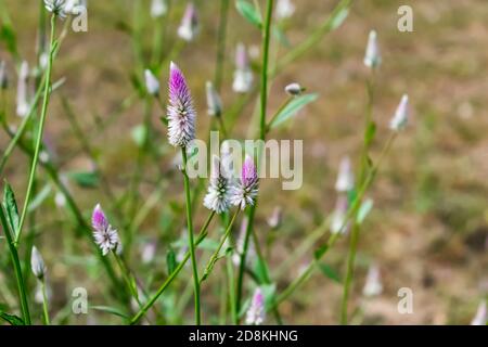 Plumed cockscomb bunte Blume aus der Nähe suchen genial in einem indischen Feld. Stockfoto