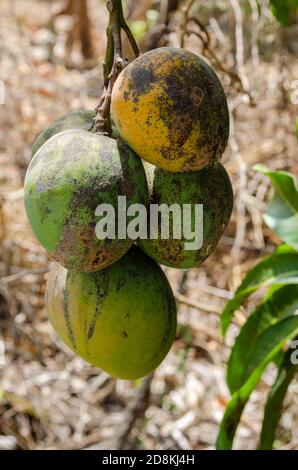 Gefederte Mango Bündel Stockfoto