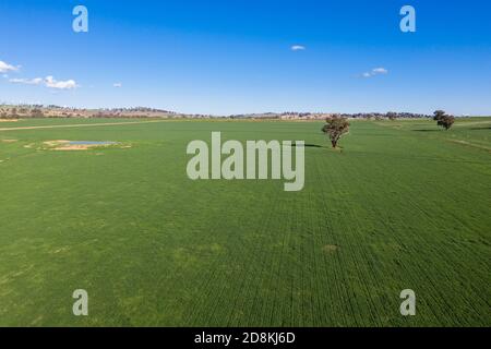 Luftaufnahme des ländlichen Ackerlandes in der Nähe von Cowra im zentralen Westen von NSW Australien. Die jüngsten Niederschläge sorgen für eine gute Ernte. Stockfoto