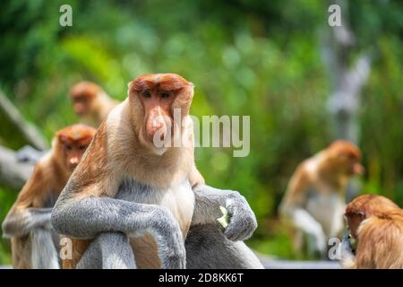 Familie von wilden Proboscis Affe oder Nasalis Larvatus, im Regenwald der Insel Borneo, Malaysia, aus der Nähe. Erstaunlicher Affe mit einer großen Nase. Stockfoto
