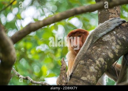 Familie von wilden Proboscis Affe oder Nasalis Larvatus, im Regenwald der Insel Borneo, Malaysia, aus der Nähe. Erstaunlicher Affe mit einer großen Nase. Stockfoto