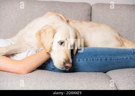 Trauriger goldener Retreiver Hund auf dem Sofa Stockfoto