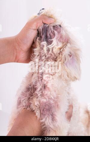 Tierarzt Inspektion Hund mit Hautreizungen mit Hefe, Pilzinfektion Stockfoto