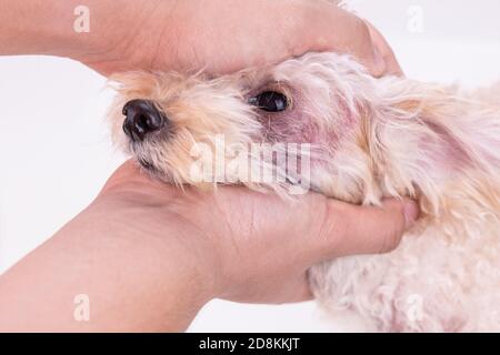 Tierarzt Inspektion Hund mit Hautreizungen mit Hefe, Pilzinfektion Stockfoto