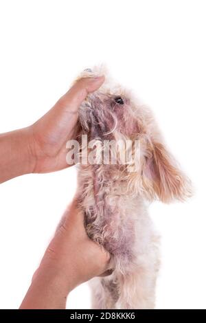Tierarzt Inspektion Hund mit Hautreizungen mit Hefe, Pilzinfektion Stockfoto
