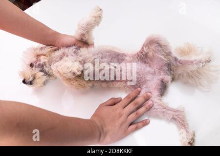 Tierarzt Inspektion Hund mit Hautreizungen mit Hefe, Pilzinfektion Stockfoto