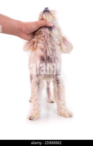 Tierarzt Inspektion Hund mit Hautreizungen mit Hefe, Pilzinfektion Stockfoto