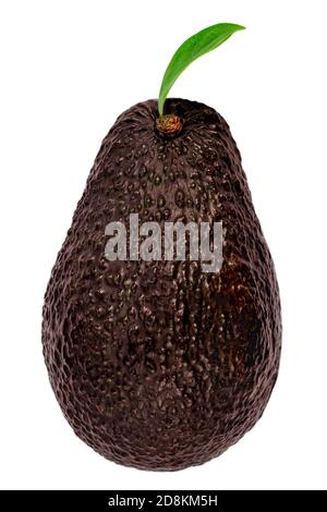 Avocado mit Blatt isoliert auf weißem Hintergrund. Avocado - Zutat für eine Guacamole Sauce. Stockfoto