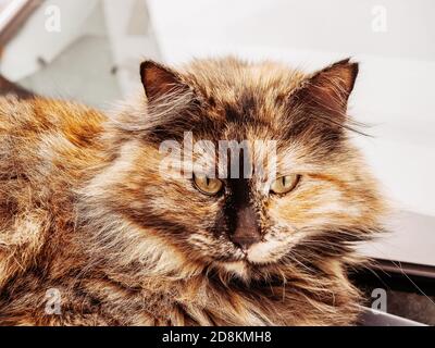 Die Schnauze einer bunt flauschigen Ingwer-schwarzen Katze. Nahaufnahme Stockfoto