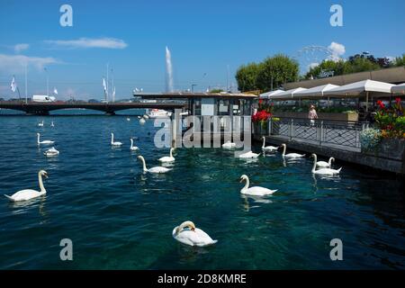 Genf, Schweiz - 29. August 2019. Schöne Sommerlandschaft an der Promenade mit Schwanen, das Ufer des Leman-Sees in Genf-Stadt, Schweiz Stockfoto