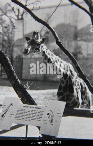 Feine 70er Jahre Vintage Schwarz-Weiß-Fotografie einer freundlichen Giraffe. Stockfoto