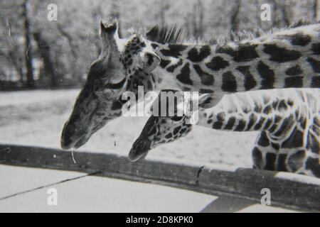 Feine 70er Jahre Vintage Schwarz-Weiß-Fotografie einer freundlichen Giraffe. Stockfoto